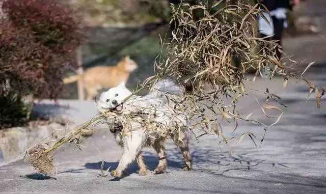 薩摩耶被主人帶進鄉下一周，終於進化成地地道道的田園犬…… 寵物 第1張