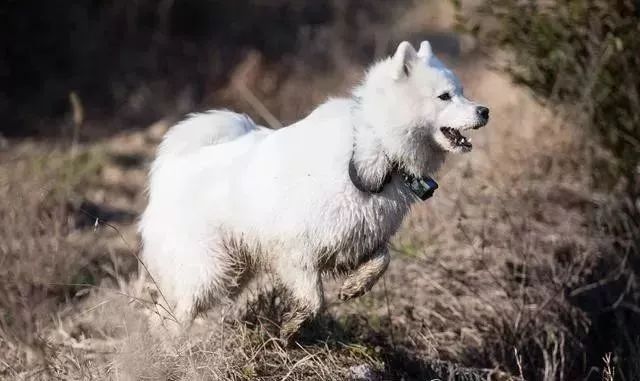 薩摩耶被主人帶進鄉下一周，終於進化成地地道道的田園犬…… 寵物 第2張