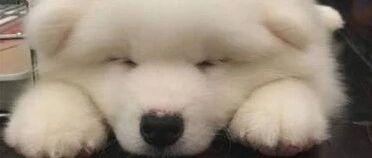 拥有萨摩耶宝宝就等于拥有了全世界！