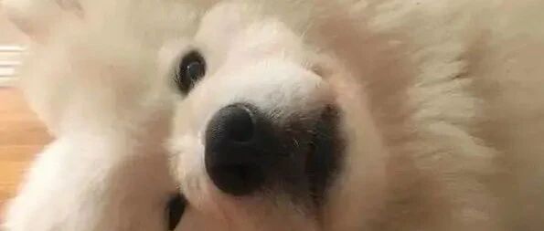 生活不如意就养一只萨摩吧，养四只更好哦！