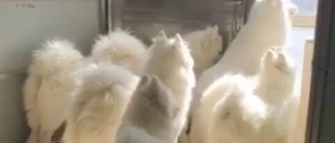 养了这么多萨摩，一到遛狗的时候就发愁