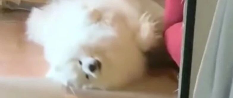 萨摩耶超喜欢快递小哥，主人：感情终究是错付了