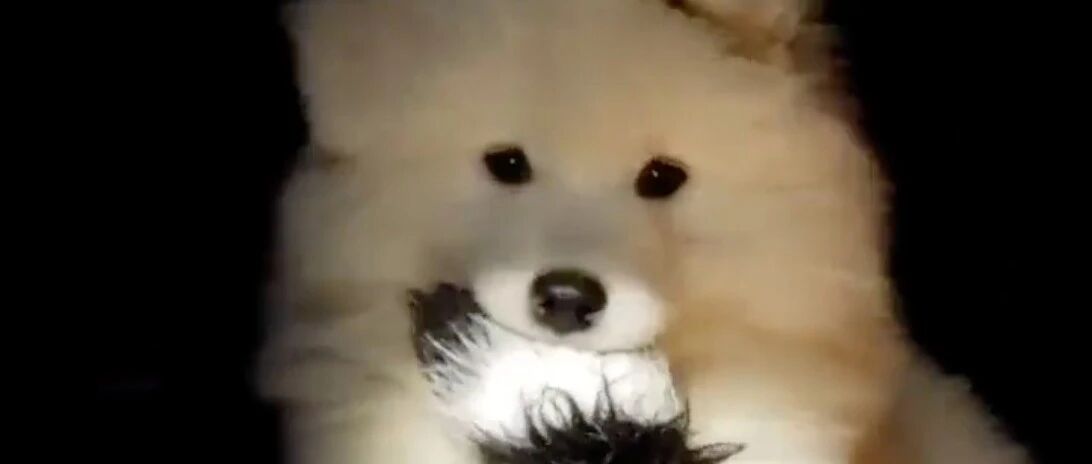 就算耳朵都给缝歪了，也是一只超可爱的玩偶！