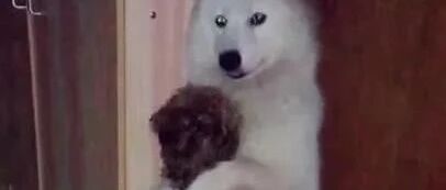 泰迪拆家要挨揍，萨摩狗狗及时出手，萨摩：要打你就先打我！