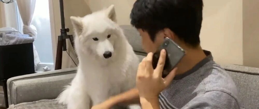 萨摩耶从小跟主人睡，10个月后宠主悲剧了，忘记长大了吧