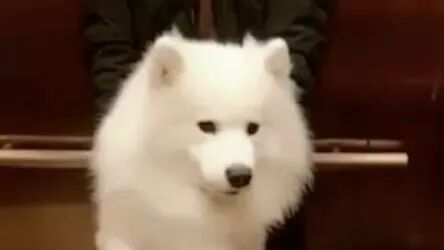 主人带萨摩耶坐电梯，萨摩耶的反应亮了，男主对它太好了