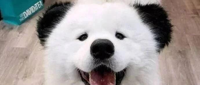 养个萨摩耶你就可以得到一只萨摩比熊猫！