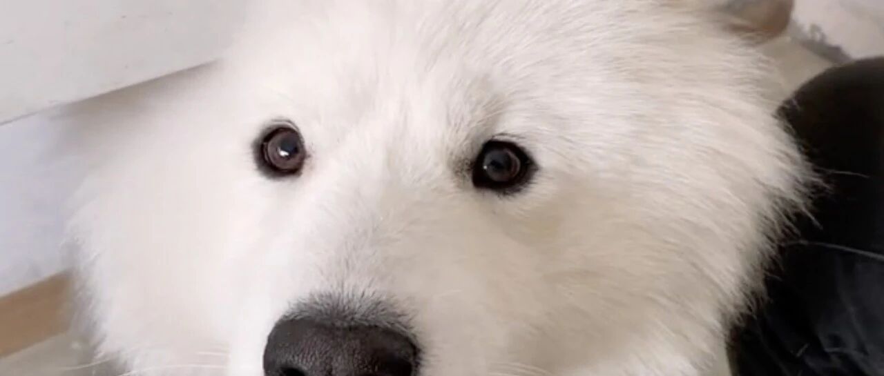 萨摩耶：原来我叫北极熊