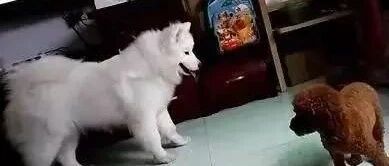 泰迪妈妈看到孩子被萨摩耶欺负，冲到萨摩耶面前就要和它干架