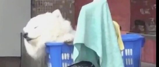 半路遇到狗，开心一整天！