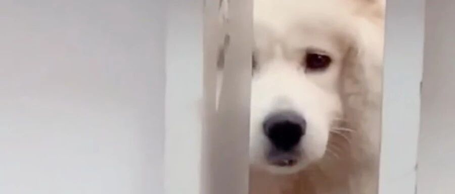 凭实力 过日子  （骗吃骗喝）的狗子，真是要啥有啥