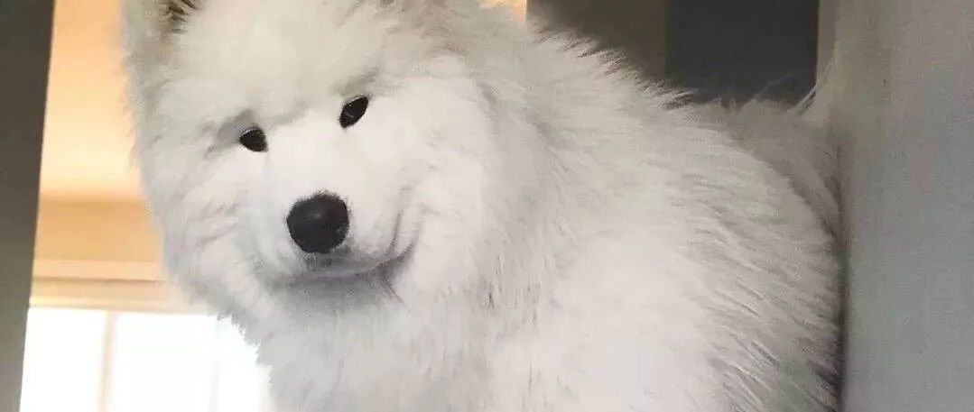 小白熊萨摩耶站在雪地里的样子，又帅气又可爱真想rua一把啊！