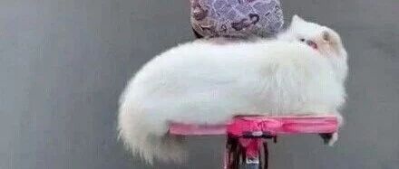 主人骑车带萨摩出门，怕它路上累，于是……