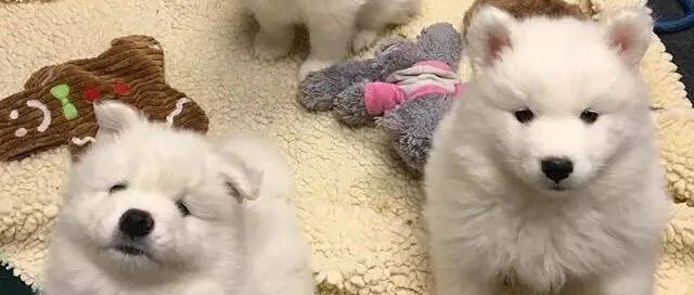 超软萌！萨摩耶宝宝，一群蹦跶的小棉花糖！