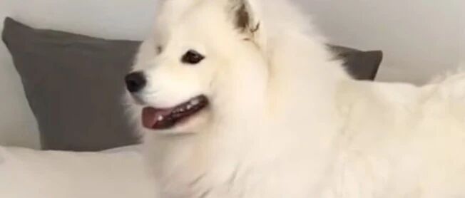 厉害了！这只猫一个眼神就把萨摩耶吓傻，萨摩甘愿做猫的跟班小弟