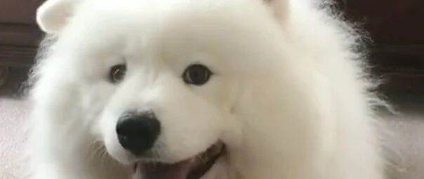 主人背着萨摩耶，旁边的阿拉斯加却不乐意了，阿拉：我也要抱抱！