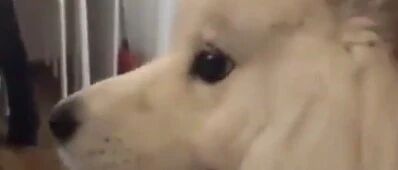 男朋友沉迷游戏，主人被冷落后，萨摩耶暖男来了