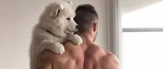 肌肉男配萨摩耶，画风很美好！