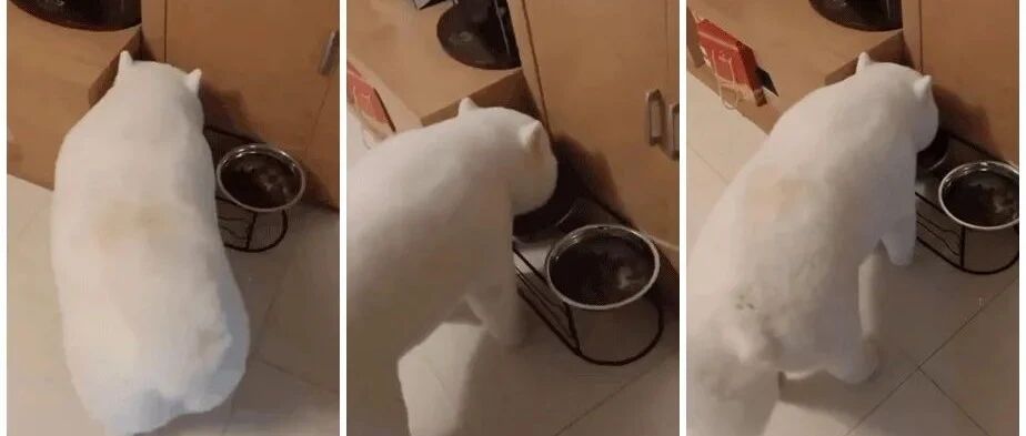 这哪里还是萨摩耶啊，这分明就是萨摩猪！​