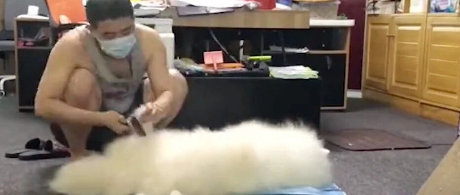 给萨摩耶梳毛梳出了另一只狗！这是养了只绵羊吧