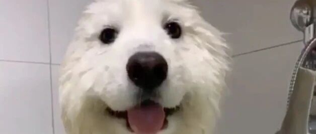 原来萨摩耶只是虚胖！吹干后的萨摩耶，好像变了只狗一样！这原来不是海豹来着？！