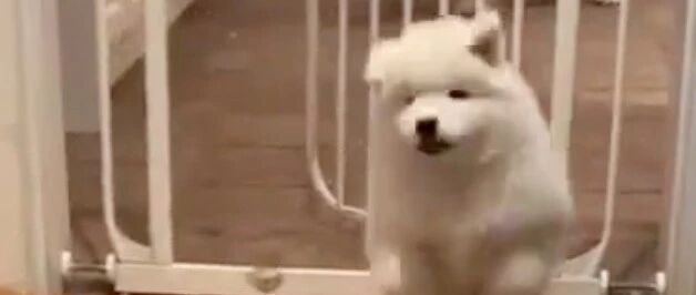 一个糯米团子似的萨摩耶宝宝，遇到了出生以来的第一个滑铁卢……