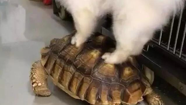 带萨摩去朋友家看乌龟，这货跳到人家身上，不小心就得罪了乌龟