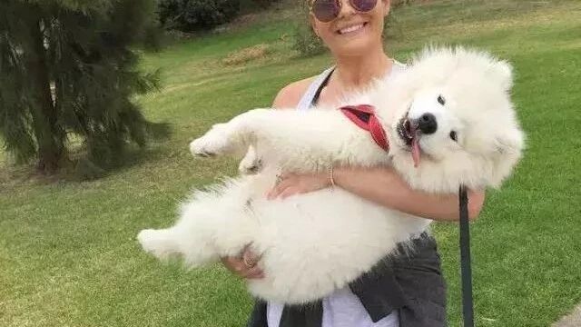 萨摩耶从小到大都要被抱着，就跟长在铲屎官身上一样……