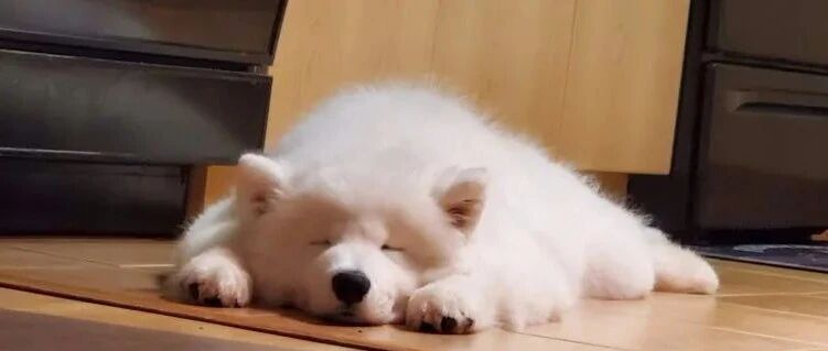 萨摩耶仅仅一个睡颜就获五万点赞！原因却很简单...