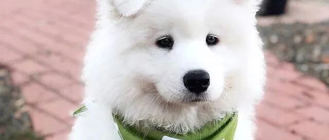 又甜又奶！这萨摩耶小时候简直就是一罐旺仔牛奶吧