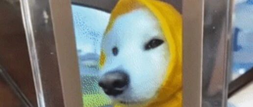 相框里有一只可爱的狗狗，本尊出现的时候才发现，萌得更过分！