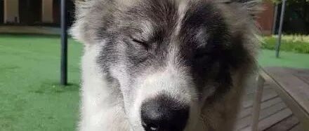 一只集结三傻之力的狗狗，萨摩耶+哈士奇+阿拉斯加=撒哈拉！