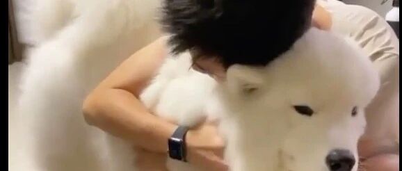 看到这铲屎官是否感觉遇到似曾相似的自己？萨摩：能控制下自己吗？