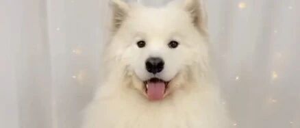 萨摩耶总是接不到球，于是主人换成零食后，它的反应笑喷了！