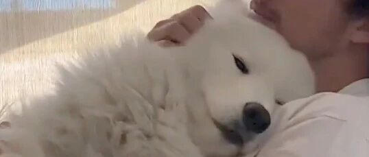 铲屎官：当然要拍照记录啊！ta又不是永远这么无忧无虑……