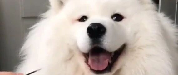 给萨摩充电之后……狗狗好像活过来了！