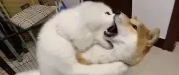 萨摩和柴犬打架被关起来，结果它的表情……太会卖惨了！！
