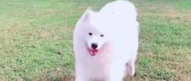 萨摩耶和田园犬对峙，田园犬冷不丁咆哮一声，萨摩的表现亮了……