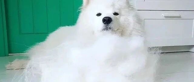 千万别和萨摩耶一起洗澡……小黑：咋突然下雪了？