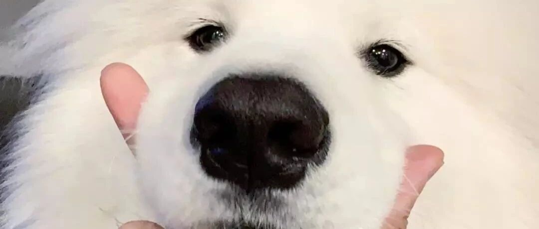 家里有汪的能抱就多抱吧，不然以后可能真的抱不动了……