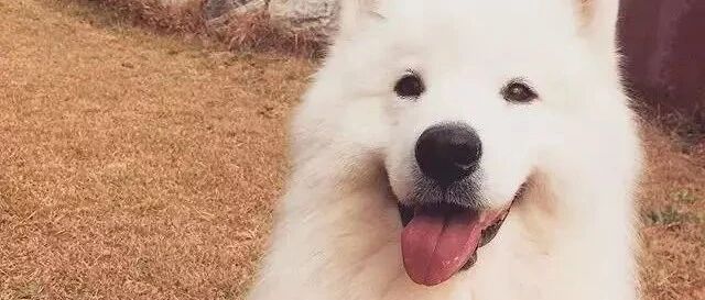 养了一只萨摩耶，可它总觉得自己是只狼。。。