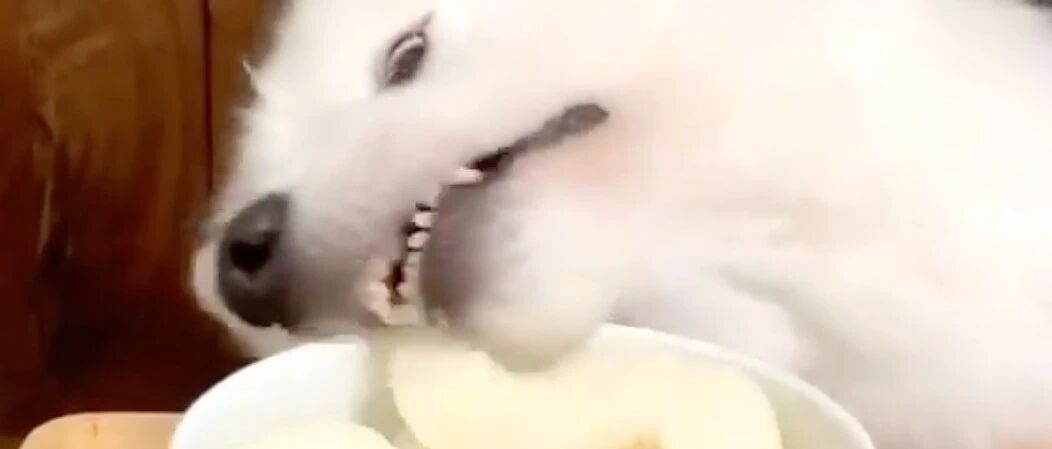 主人把水果放桌子上，萨摩耶发现后张嘴就来！结果……