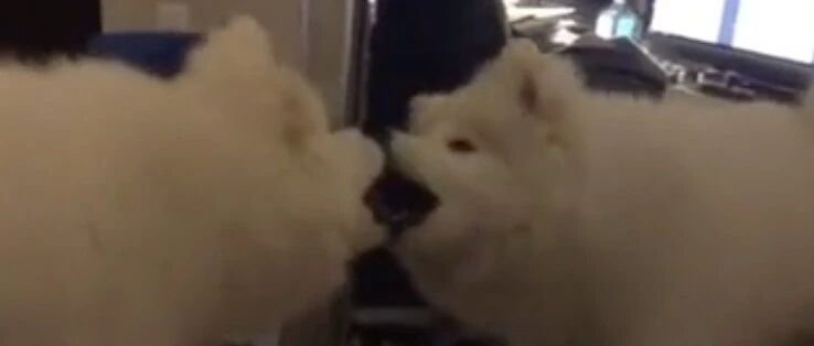 小萨摩第一次照镜子，自己跟自己打招呼