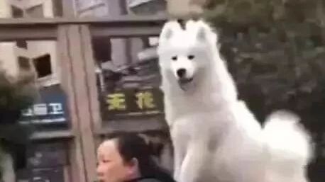 大姐骑摩托车带萨摩耶兜风，网友追上去一看，这狗厉害了