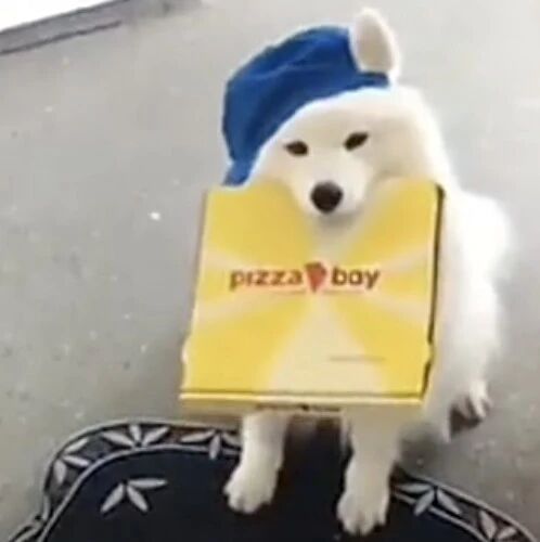 萨摩耶送外卖，到了还不肯松口