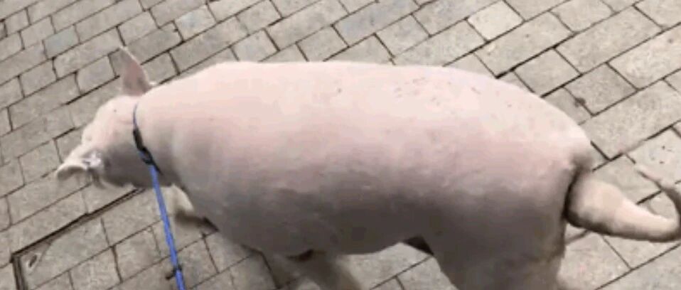 萨摩耶被抓走一年后，主人在朋友圈发现了它！可它的遭遇却让人心疼