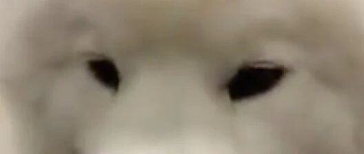 铲屎官拿榴莲逗萨摩耶，结果……