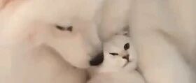 萨摩亲吻小猫咪后一脸得意，狗子：我吸到猫啦！