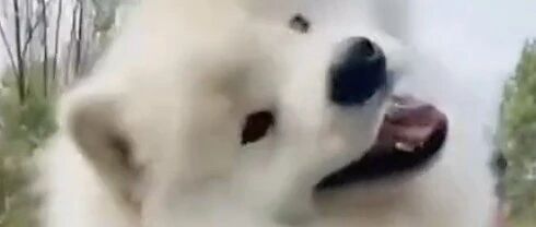 萨摩耶可以有多可爱？！我承认我陷进去了！