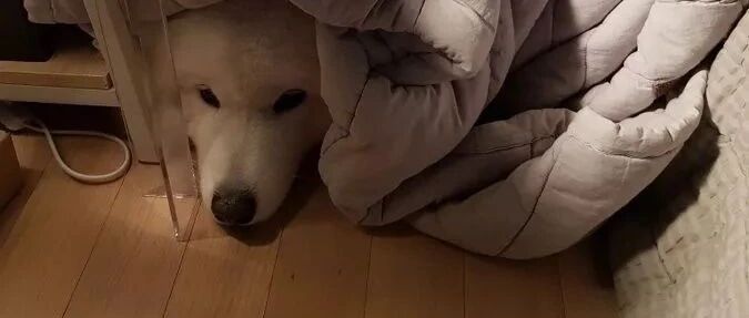 网友家的萨摩耶超级怕打雷，每次听到雷声，都要把自己藏起来...